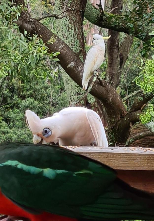 Bird Songs Getaway Accommodation Cabbage Tree Creek Εξωτερικό φωτογραφία
