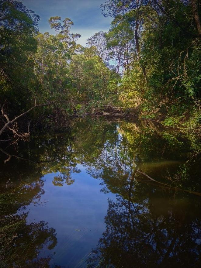 Bird Songs Getaway Accommodation Cabbage Tree Creek Εξωτερικό φωτογραφία